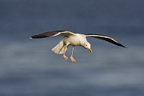 Western Gull (Larus occidentalis) landing, La Jolla, San Diego, California