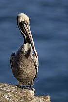 Brown Pelican (Pelecanus occidentalis) in breeding plumage, La Jolla, San Diego, California