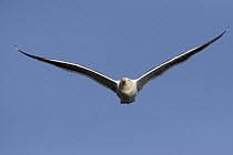 Western Gull (Larus occidentalis) flying, La Jolla, San Diego, California