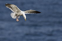 Western Gull (Larus occidentalis) flying, La Jolla, San Diego, California