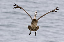 Brown Pelican (Pelecanus occidentalis) landing, La Jolla, San Diego, California