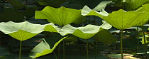 Lotus Lily (Nelumbo sp) leaves in pond, Waimea Valley, Oahu, Hawaii