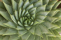 Spiral Aloe (Aloe polyphylla), UCSC Arboretum, Santa Cruz, Monterey Bay, California