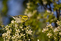 Townsend's Warbler (Setophaga townsendi) female, Wilder Ranch State Park, California
