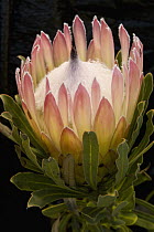 Protea (Protea sp) flower, UCSC Arboretum, Santa Cruz, Monterey Bay, California