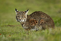 Bobcat (Lynx rufus) juvenile, Santa Cruz, Monterey Bay, California