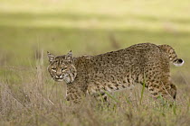 Bobcat (Lynx rufus) female walking, Santa Cruz, Monterey Bay, California