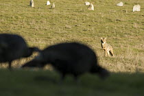 Coyote (Canis latrans) watching Wild Turkey (Meleagris gallopavo) pair, Santa Cruz, Monterey Bay, California