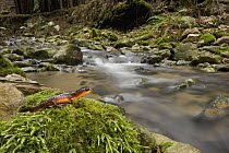 Yellow-eyed Ensatina (Ensatina eschscholtzii xanthoptica) salamander near creek in Coast Redwood (Sequoia sempervirens) forest, Wilder Ranch State Park, California