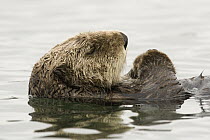 Sea Otter (Enhydra lutris), Elkhorn Slough, Monterey Bay, California