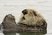 Sea Otter (Enhydra lutris), Elkhorn Slough, Monterey Bay, California