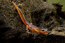 Yellow-eyed Ensatina (Ensatina eschscholtzii xanthoptica) male salamander, Wilder Ranch State Park, California