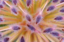 Pincushion (Leucospermum sp) flower, UCSC Arboretum, Santa Cruz, Monterey Bay, California