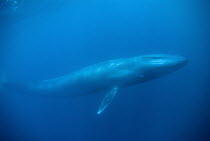 Blue Whale (Balaenoptera musculus) calf, Costa Rica