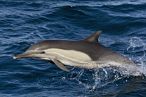 Long-beaked Common Dolphin (Delphinus capensis) jumping, Baja California, Mexico