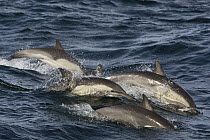 Long-beaked Common Dolphin (Delphinus capensis) group porpoising, Baja California, Mexico