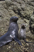 Guadalupe Fur Seal (Arctocephalus townsendi) mother and pup, San Benito Island, Baja California, Mexico