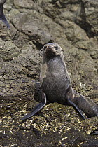 Guadalupe Fur Seal (Arctocephalus townsendi) pup, San Benito Island, Baja California, Mexico