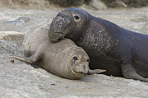 Northern Elephant Seal (Mirounga angustirostris) male attempting to mate with female, San Benito Island, Baja California, Mexico