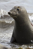 Northern Elephant Seal (Mirounga angustirostris) female, San Benito Island, Baja California, Mexico