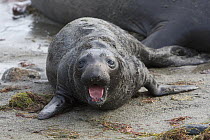 Northern Elephant Seal (Mirounga angustirostris) pup, two weeks old, calling for mother, San Benito Island, Baja California, Mexico