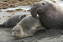 Northern Elephant Seal (Mirounga angustirostris) male attempting to mate with female, San Benito Island, Baja California, Mexico