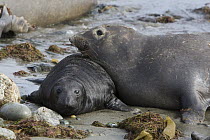 Northern Elephant Seal (Mirounga angustirostris) mother with two week old pup, San Benito Island, Baja California, Mexico