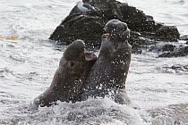 Northern Elephant Seal (Mirounga angustirostris) bulls fighting, San Benito Island, Baja California, Mexico