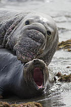 Northern Elephant Seal (Mirounga angustirostris) pair mating, San Benito Island, Baja California, Mexico