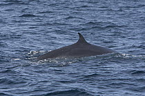Bryde's Whale (Balaenoptera edeni), Baja California, Mexico