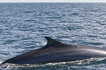 Fin Whale (Balaenoptera physalus) surfacing, Baja California, Mexico