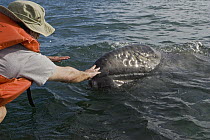 Gray Whale (Eschrichtius robustus) whalewatcher touching friendly calf, San Ignacio Lagoon, Baja California, Mexico
