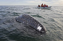 Gray Whale (Eschrichtius robustus) calf near tourist boat, San Ignacio Lagoon, Baja California, Mexico