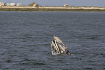 Gray Whale (Eschrichtius robustus) spyhopping, San Ignacio Lagoon, Baja California, Mexico