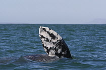 Gray Whale (Eschrichtius robustus) pectoral fin, San Ignacio Lagoon, Baja California, Mexico