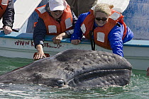 Gray Whale (Eschrichtius robustus) whalewatchers touching friendly calf, San Ignacio Lagoon, Baja California, Mexico