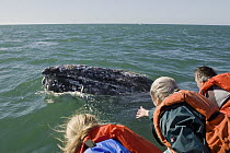 Gray Whale (Eschrichtius robustus) whalewatchers watching friendly whale, San Ignacio Lagoon, Baja California, Mexico