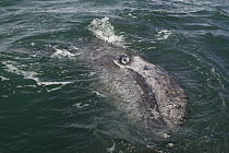 Gray Whale (Eschrichtius robustus) three week old calf, San Ignacio Lagoon, Baja California, Mexico