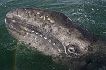 Gray Whale (Eschrichtius robustus) three week old calf and rainbow, San Ignacio Lagoon, Baja California, Mexico
