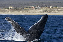 Humpback Whale (Megaptera novaeangliae) breaching, Sea of Cortez, Baja California, Mexico