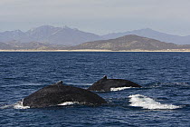 Humpback Whale (Megaptera novaeangliae) pair surfacing, Sea of Cortez, Baja California, Mexico