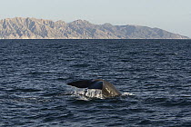 Sperm Whale (Physeter macrocephalus) diving, Sea of Cortez, Baja California, Mexico