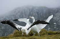 Wandering Albatross (Diomedea exulans) pair courting, Bird Island, South Georgia