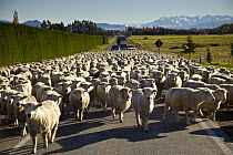 Domestic Sheep (Ovis aries) flock holds up traffic during peak hour in the South Island, Geraldine, New Zealand