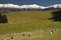 Domestic Sheep (Ovis aries) flock grazing with early winter snow on hills, Fairlie, South Canterbury, New Zealand