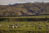 Domestic Sheep (Ovis aries) flock grazing under Rock and Pillar Range, Central Otago, New Zealand