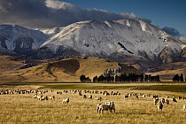 Domestic Sheep (Ovis aries) flock grazing, Castle Hill Basin, Canterbury, New Zealand