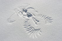 Eurasian Kestrel (Falco tinnunculus) print left in snow after catching a mouse, Germany