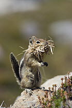 Golden-mantled Ground Squirrel (Callospermophilus lateralis) carrying grasses used for nest building in its mouth, Mount Rainier National Park, Washington