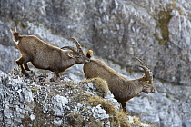 Alpine Ibex (Capra ibex) males, Karwendel mountains, Austria